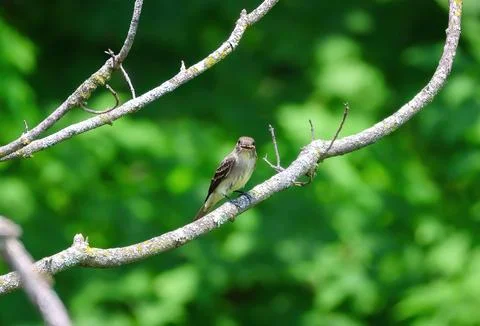 Willow Flycatcher with wasp Stock Photos