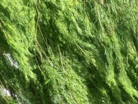 Willow Video stock 490180