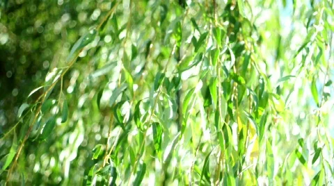 Willow Video stock 526567