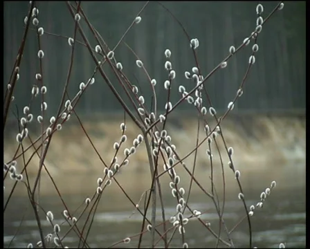 Willow Stock Footage 573652