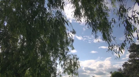 Willow Vídeos de archivo 8680721