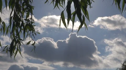 Willow Video stock 8680771