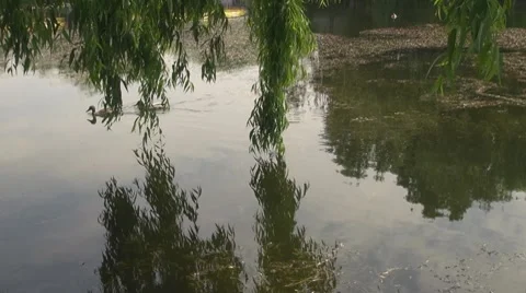 Willow Vídeos de archivo 8680779