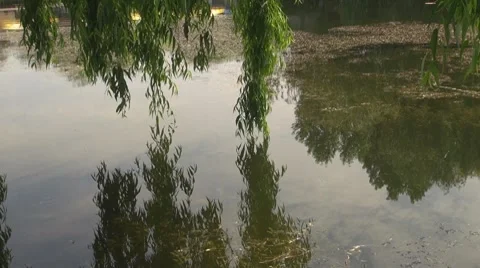Willow Vídeo Stock 8680782