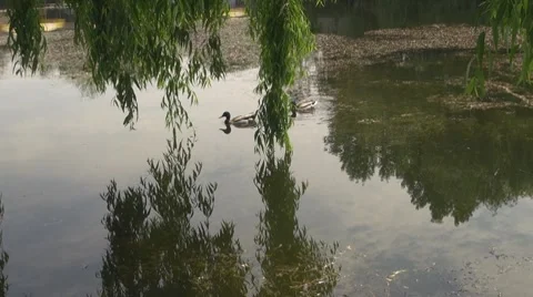 Willow Video stock 8680904