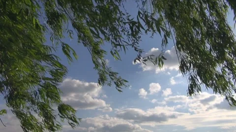 Willow Vídeos de archivo 8680976