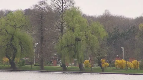 Willow Vídeos de archivo 8685845