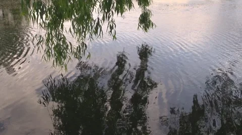 Willow Stock Footage 8686140