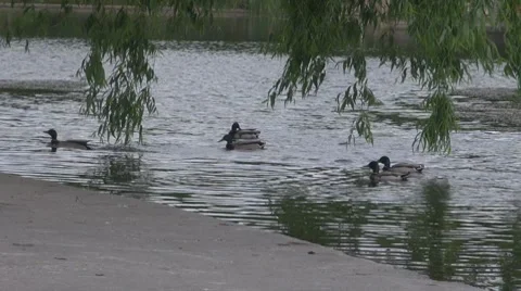 Willow Stock-Footage 8686145
