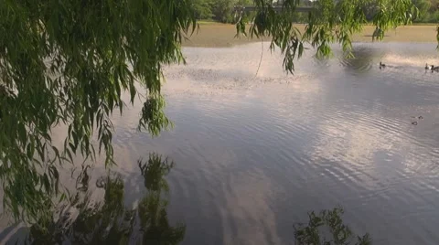 Willow Vidéo 8686532