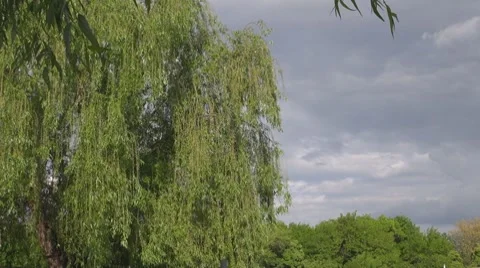 Willow Vídeos de archivo 8686543