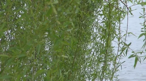 Willow Video stock 8686557