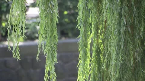 Willow Stock Footage 11445069