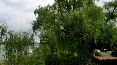 Willow: 스톡 동영상 80191146