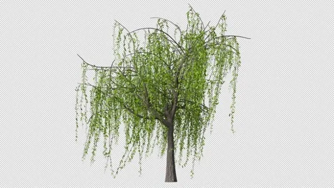 Willow Vidéo 280216298