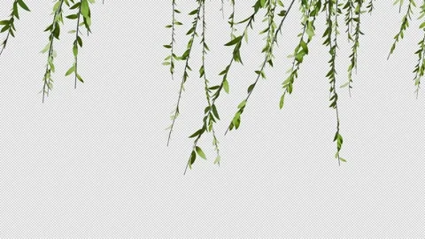 Willow Видео 280216966