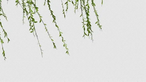 Willow Видео 280882555