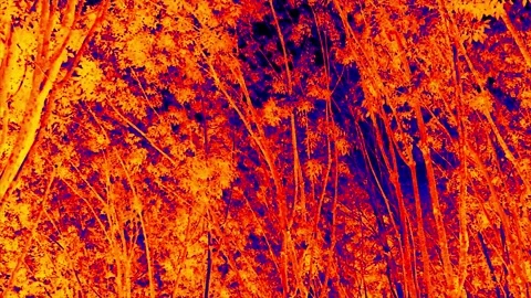 Willow fores thermal imager Stock Footage 146451673