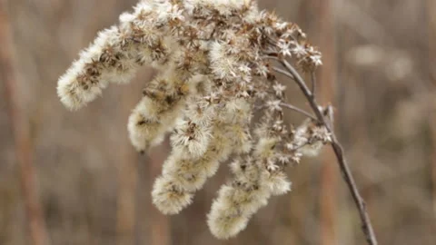 Willow in the forest Video stock 131402001