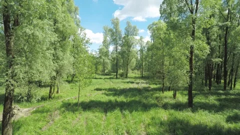 Willow forest on sunny spring day. Aerial Stock Footage 107771147