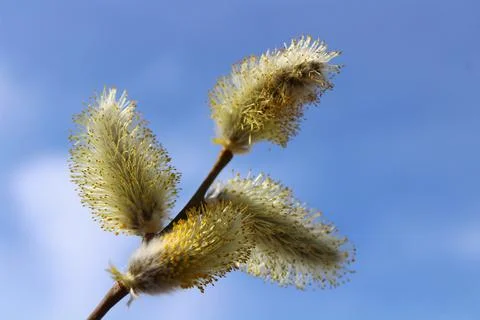 A willow in front of the blue sky Stock Photos