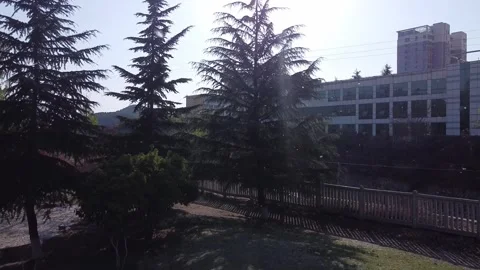 Willow in front of a pine tree Stock Footage 247363452