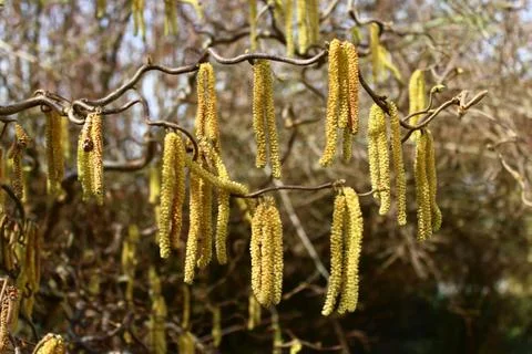 Willow in the garden Stock Photos