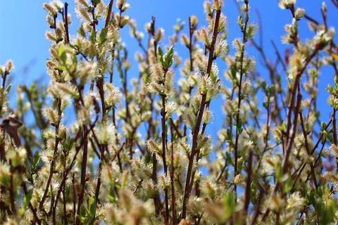 A willow in the garden Stock Photos