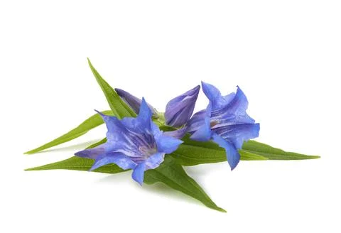 Willow gentian Stock Photos