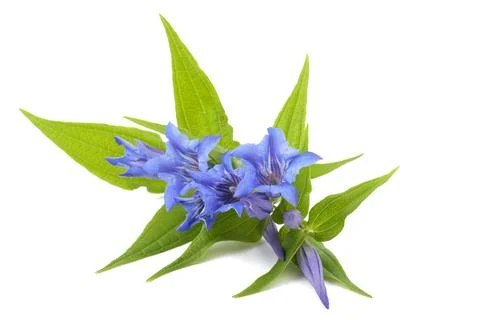 Willow gentian Stock Photos