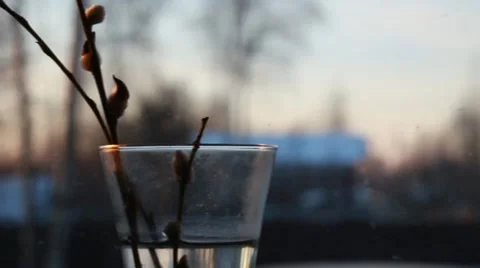 Willow in a glass Stock Footage 10901192