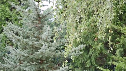 Willow green leaves on background Stock Footage 76214068