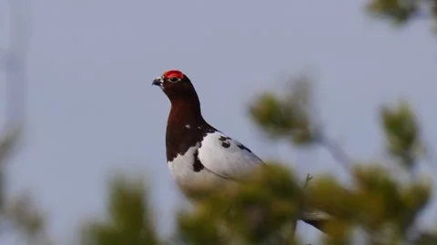 Willow grouse behind the pine branches. Close-up. Stock Footage 280557840