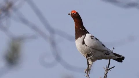 Willow grouse looks around Stock Footage 280675427