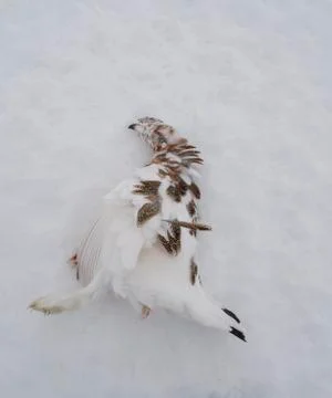 Willow grouse Foto stock