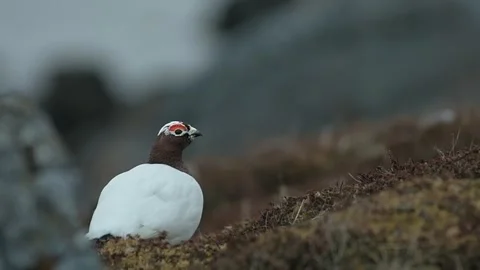 Willow Grouse on Tundra Ground Close Up Shot Northern Norway Stock Footage 326562123