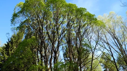 Willow grove in spring at dawn tilt shot Stock Footage 90584554