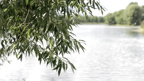 Willow growing by the water Stock Footage 146636424