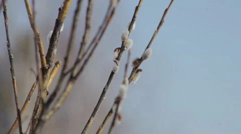 Willow grows in the forest Stock Footage 48836413