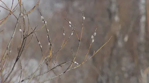 Willow grows in the forest Stock Footage 48836427