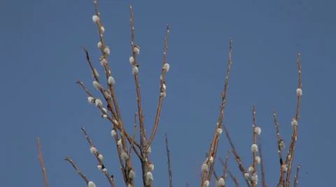 Willow grows in the forest Stock Footage 48836460