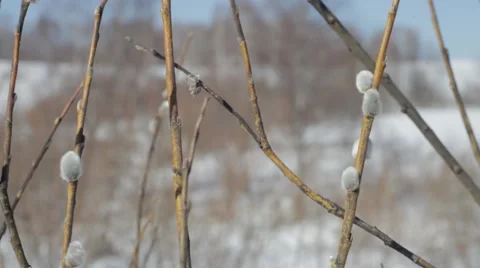 Willow grows in the forest Stock Footage 48836601