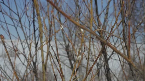 Willow grows in the woods Stock Footage 48836841