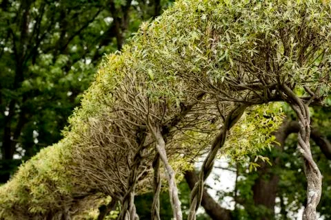 Willow hedge Stock-Fotos