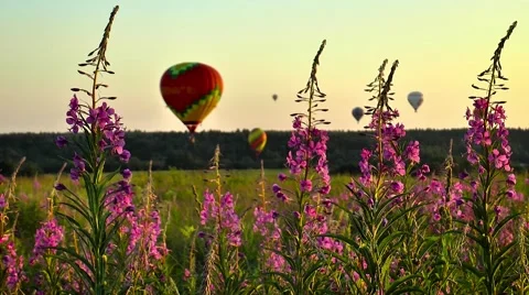 Willow-herb and Balloons. Violet flowers. Bees fly. Unsharp background Stock Footage 64753776