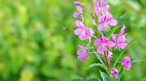 Willow-herb close-up Vídeos de archivo 48830222