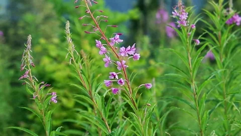 Willow-herb close-up nature scene. Vídeos de archivo 70509777