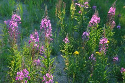 Willow-herb at evening lighting Fotos de archivo