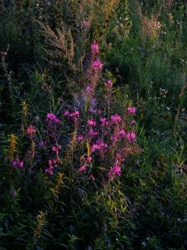 Willow herb Ivan tea fireweed Epilobium angustifolium in full blossom Stock Photos