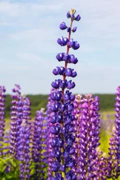 Willow-herb (Ivan tea) Stock Photos